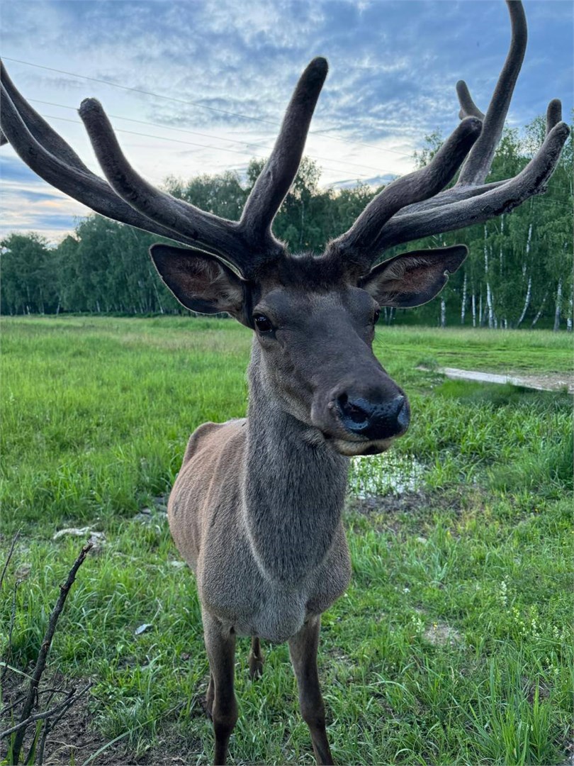 Отель-заповедник «Лесное» - photo 5